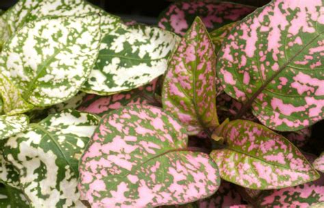 how often to water polka dot plant